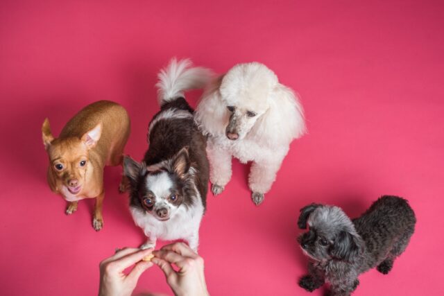 best dog immunity supplements