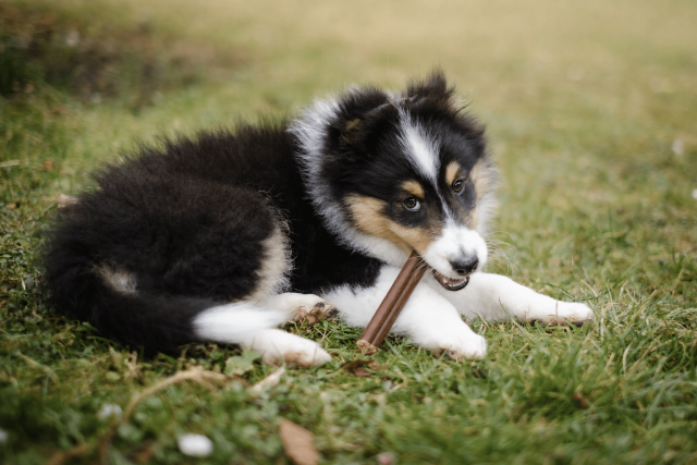Sheltie puppy lying in grass chewing a bully stick