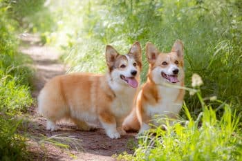 A confident dog outdoors with an attentive and content expression