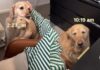 ‘Needy’ Golden Retriever Wants Mom To Know She Misses Her & Finds an Unexpected Way To Show It ‘Needy’ Golden Retriever Wants Mom To Know She Misses Her & Finds an Unexpected Way To Show It