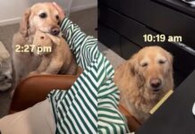 ‘Needy’ Golden Retriever Wants Mom To Know She Misses Her & Finds an Unexpected Way To Show It ‘Needy’ Golden Retriever Wants Mom To Know She Misses Her & Finds an Unexpected Way To Show It