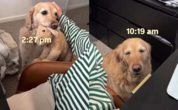 ‘Needy’ Golden Retriever Wants Mom To Know She Misses Her & Finds an Unexpected Way To Show It ‘Needy’ Golden Retriever Wants Mom To Know She Misses Her & Finds an Unexpected Way To Show It