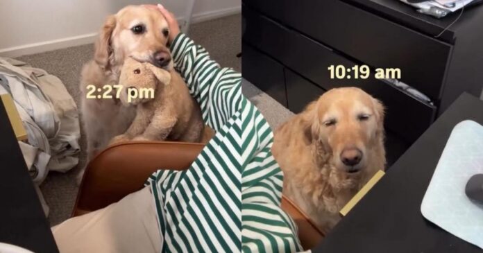 ‘Needy-Golden-Retriever-Wants-Mom-To-Know-She-Misses-Her.jpg ‘Needy’ Golden Retriever Wants Mom To Know She Misses Her & Finds an Unexpected Way To Show It