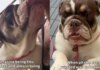 ‘Perfect’ Shelter Dog Was One Step Away From Losing Her Chance, Until the Unthinkable Happened ‘Perfect’ Shelter Dog Was One Step Away From Losing Her Chance, Until the Unthinkable Happened