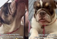 ‘Perfect’ Shelter Dog Was One Step Away From Losing Her Chance, Until the Unthinkable Happened ‘Perfect’ Shelter Dog Was One Step Away From Losing Her Chance, Until the Unthinkable Happened