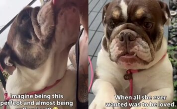 ‘Perfect’ Shelter Dog Was One Step Away From Losing Her Chance, Until the Unthinkable Happened ‘Perfect’ Shelter Dog Was One Step Away From Losing Her Chance, Until the Unthinkable Happened