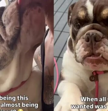 ‘Perfect’ Shelter Dog Was One Step Away From Losing Her Chance, Until the Unthinkable Happened ‘Perfect’ Shelter Dog Was One Step Away From Losing Her Chance, Until the Unthinkable Happened