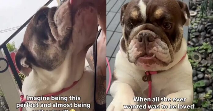 ‘Perfect’ Shelter Dog Was One Step Away From Losing Her Chance, Until the Unthinkable Happened