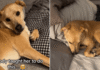 ‘Sassy’ Dog Understands When Mom Says It’s Time for Bed & What She Does Next Is Unbelievable ‘Sassy’ Dog Understands When Mom Says It’s Time for Bed & What She Does Next Is Unbelievable