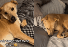 ‘Sassy’ Dog Understands When Mom Says It’s Time for Bed & What She Does Next Is Unbelievable ‘Sassy’ Dog Understands When Mom Says It’s Time for Bed & What She Does Next Is Unbelievable