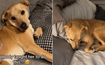‘Sassy’ Dog Understands When Mom Says It’s Time for Bed & What She Does Next Is Unbelievable ‘Sassy’ Dog Understands When Mom Says It’s Time for Bed & What She Does Next Is Unbelievable