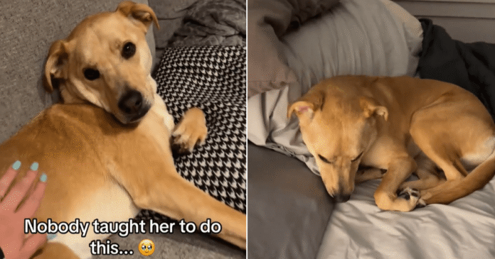 ‘Sassy’ Dog Understands When Mom Says It’s Time for Bed & What She Does Next Is Unbelievable