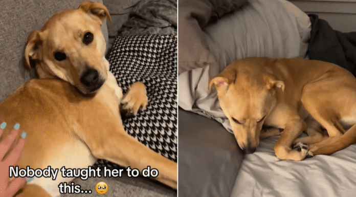 ‘Sassy’ Dog Understands When Mom Says It’s Time for Bed & What She Does Next Is Unbelievable ‘Sassy’ Dog Understands When Mom Says It’s Time for Bed & What She Does Next Is Unbelievable
