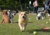 13 Things Your Dog Needs to Be the Most Popular Pup at the Dog Park 13 Things Your Dog Needs to Be the Most Popular Pup at the Dog Park