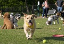 13 Things Your Dog Needs to Be the Most Popular Pup at the Dog Park 13 Things Your Dog Needs to Be the Most Popular Pup at the Dog Park