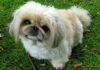 5 Remedies & Supplements For Your Pekingese’s Diarrhea, Gas, Vomiting, or Upset Stomach 5 Remedies & Supplements For Your Pekingese’s Diarrhea, Gas, Vomiting, or Upset Stomach