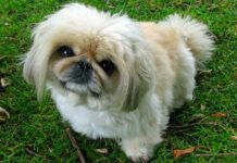 5 Remedies & Supplements For Your Pekingese’s Diarrhea, Gas, Vomiting, or Upset Stomach 5 Remedies & Supplements For Your Pekingese’s Diarrhea, Gas, Vomiting, or Upset Stomach