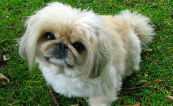 5 Remedies & Supplements For Your Pekingese’s Diarrhea, Gas, Vomiting, or Upset Stomach 5 Remedies & Supplements For Your Pekingese’s Diarrhea, Gas, Vomiting, or Upset Stomach