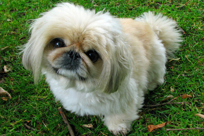 5 Remedies & Supplements For Your Pekingese’s Diarrhea, Gas, Vomiting, or Upset Stomach
