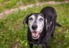 5 Things People Should Give Their Senior Dogs To Make Them Happier And Healthier 5 Things People Should Give Their Senior Dogs To Make Them Happier And Healthier