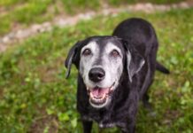 5 Things People Should Give Their Senior Dogs To Make Them Happier And Healthier 5 Things People Should Give Their Senior Dogs To Make Them Happier And Healthier