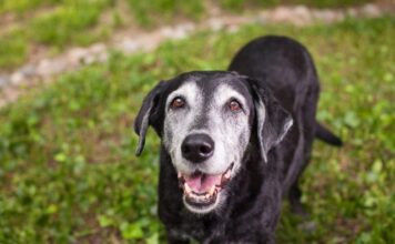 5 Things People Should Give Their Senior Dogs To Make Them Happier And Healthier 5 Things People Should Give Their Senior Dogs To Make Them Happier And Healthier