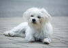 6 Remedies & Supplements For Your Maltese’s Diarrhea, Gas, Vomiting, or Upset Stomach 6 Remedies & Supplements For Your Maltese’s Diarrhea, Gas, Vomiting, or Upset Stomach