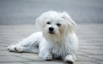 6 Remedies & Supplements For Your Maltese’s Diarrhea, Gas, Vomiting, or Upset Stomach 6 Remedies & Supplements For Your Maltese’s Diarrhea, Gas, Vomiting, or Upset Stomach