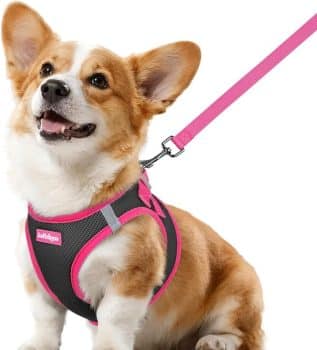 rabbitgoo Dog Harness Small Sized and Leash Set