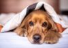 8 Best Dog Heartbeat Blankets, Pillows & Beds 8 Best Dog Heartbeat Blankets, Pillows & Beds