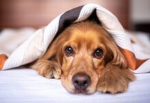 8 Best Dog Heartbeat Blankets, Pillows & Beds 8 Best Dog Heartbeat Blankets, Pillows & Beds