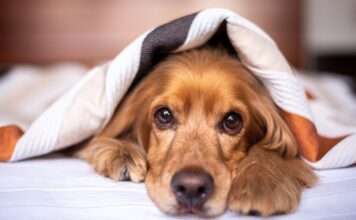 8 Best Dog Heartbeat Blankets, Pillows & Beds 8 Best Dog Heartbeat Blankets, Pillows & Beds