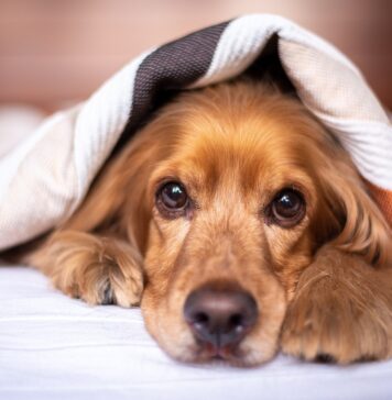 8 Best Dog Heartbeat Blankets, Pillows & Beds 8 Best Dog Heartbeat Blankets, Pillows & Beds