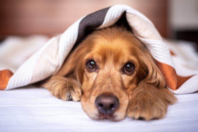 8 Best Dog Heartbeat Blankets, Pillows & Beds