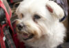 Ask A Vet: These Tear Stains On My Dog’s Face Won’t Go Away. What Can I Do? Ask A Vet: These Tear Stains On My Dog’s Face Won’t Go Away. What Can I Do?