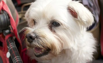 Ask A Vet: These Tear Stains On My Dog’s Face Won’t Go Away. What Can I Do? Ask A Vet: These Tear Stains On My Dog’s Face Won’t Go Away. What Can I Do?