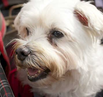 Ask A Vet: These Tear Stains On My Dog’s Face Won’t Go Away. What Can I Do? Ask A Vet: These Tear Stains On My Dog’s Face Won’t Go Away. What Can I Do?