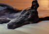 Best Dog Beds for Greyhounds Best Dog Beds for Greyhounds