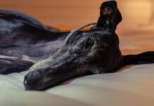 Best Dog Beds for Greyhounds Best Dog Beds for Greyhounds