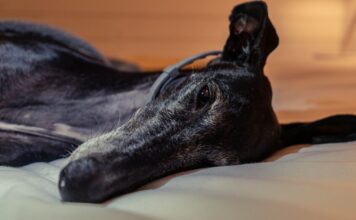 Best Dog Beds for Greyhounds Best Dog Beds for Greyhounds