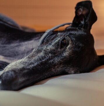 Best Dog Beds for Greyhounds Best Dog Beds for Greyhounds