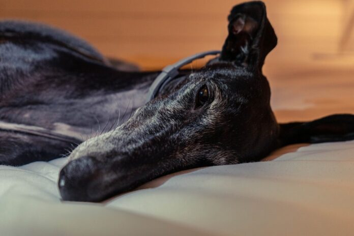 Best-Dog-Beds-for-Greyhounds.jpg Best Dog Beds for Greyhounds