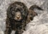 Best Dog Beds for Labradoodles Best Dog Beds for Labradoodles