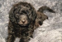Best Dog Beds for Labradoodles Best Dog Beds for Labradoodles