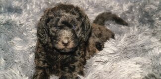 Best Dog Beds for Labradoodles Best Dog Beds for Labradoodles