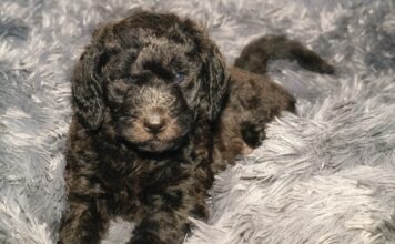 Best Dog Beds for Labradoodles Best Dog Beds for Labradoodles