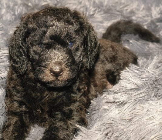 Best Dog Beds for Labradoodles Best Dog Beds for Labradoodles