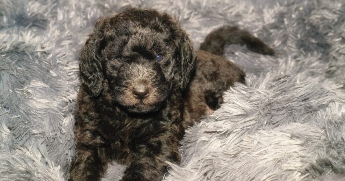 Best-Dog-Beds-for-Labradoodles.jpg Best Dog Beds for Labradoodles