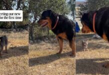 Big Dog Meets a Tiny Kitten for the First Time & Is Surprisingly Gentle Big Dog Meets a Tiny Kitten for the First Time & Is Surprisingly Gentle