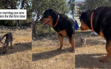 Big Dog Meets a Tiny Kitten for the First Time & Is Surprisingly Gentle Big Dog Meets a Tiny Kitten for the First Time & Is Surprisingly Gentle